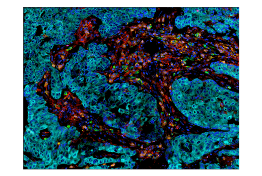IHC-P (paraffin)